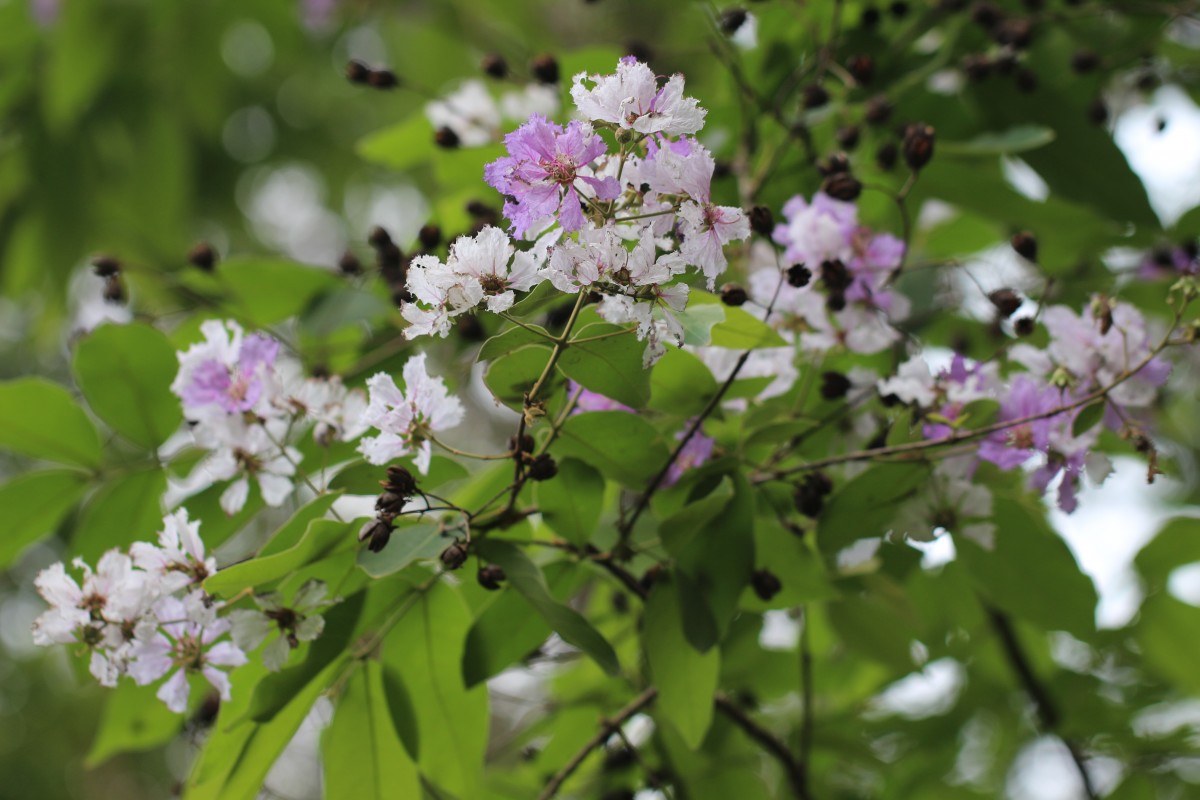 Lagerstroemia subcostata Koehne